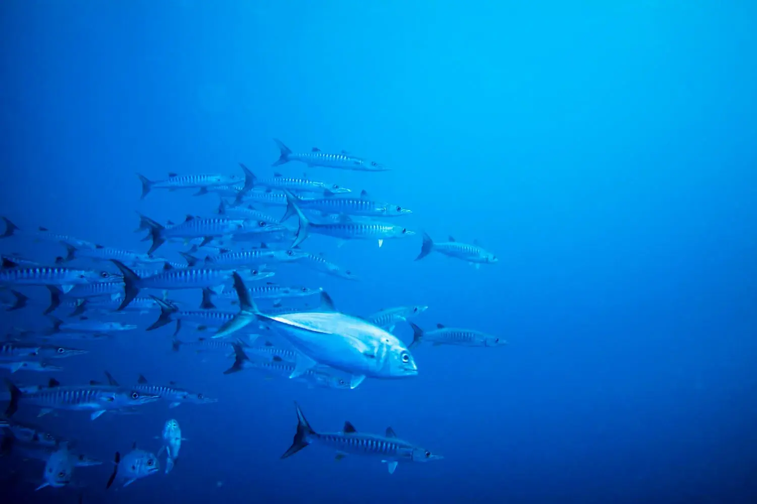 School of barracuda underwater